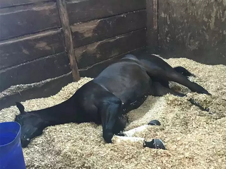 Horse bedding